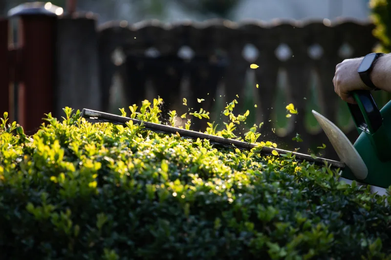 Professional Hedge & Bush Trimming