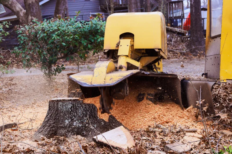 Comprehensive Stump Grinding & Removal
