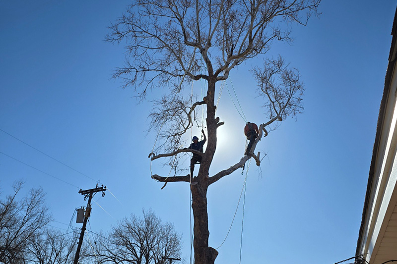 Tree Trimming & Pruning